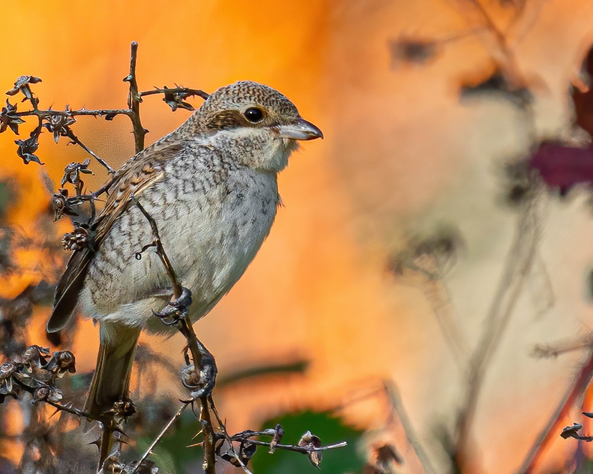 Red-backed Shrike - ML276916281