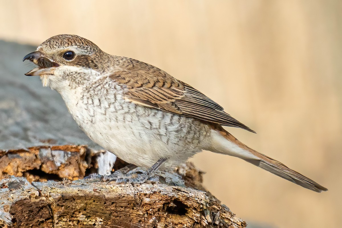 Red-backed Shrike - ML276917151