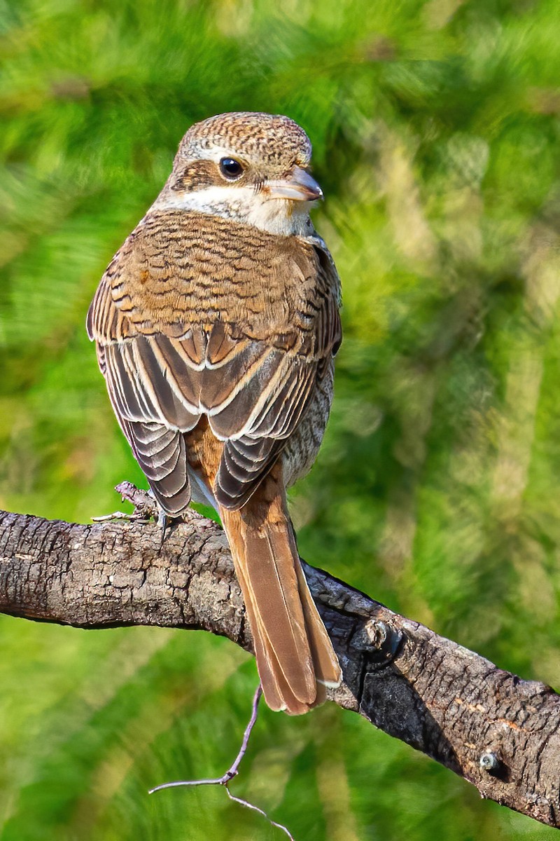 Red-backed Shrike - ML276917161