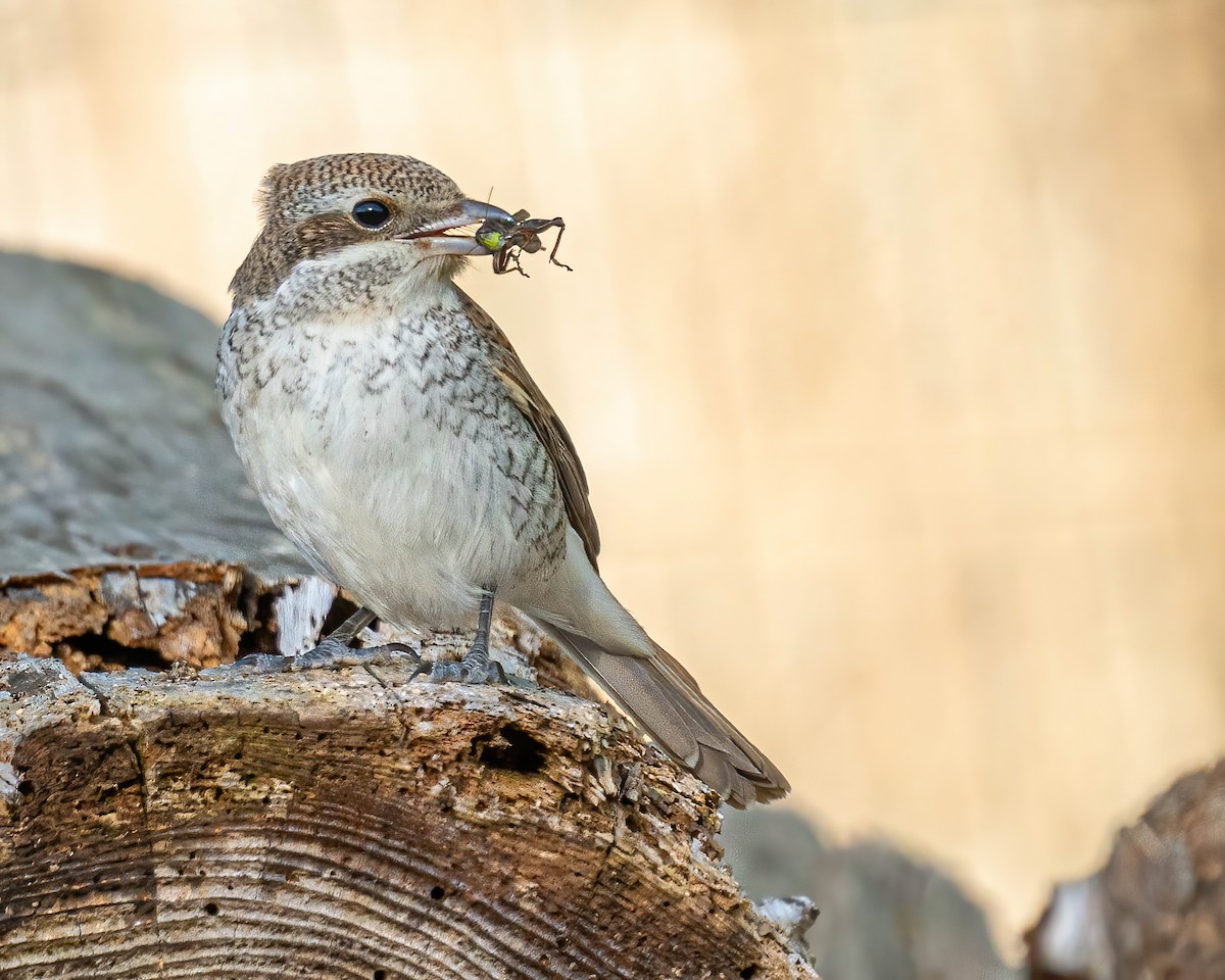 Red-backed Shrike - ML276917201