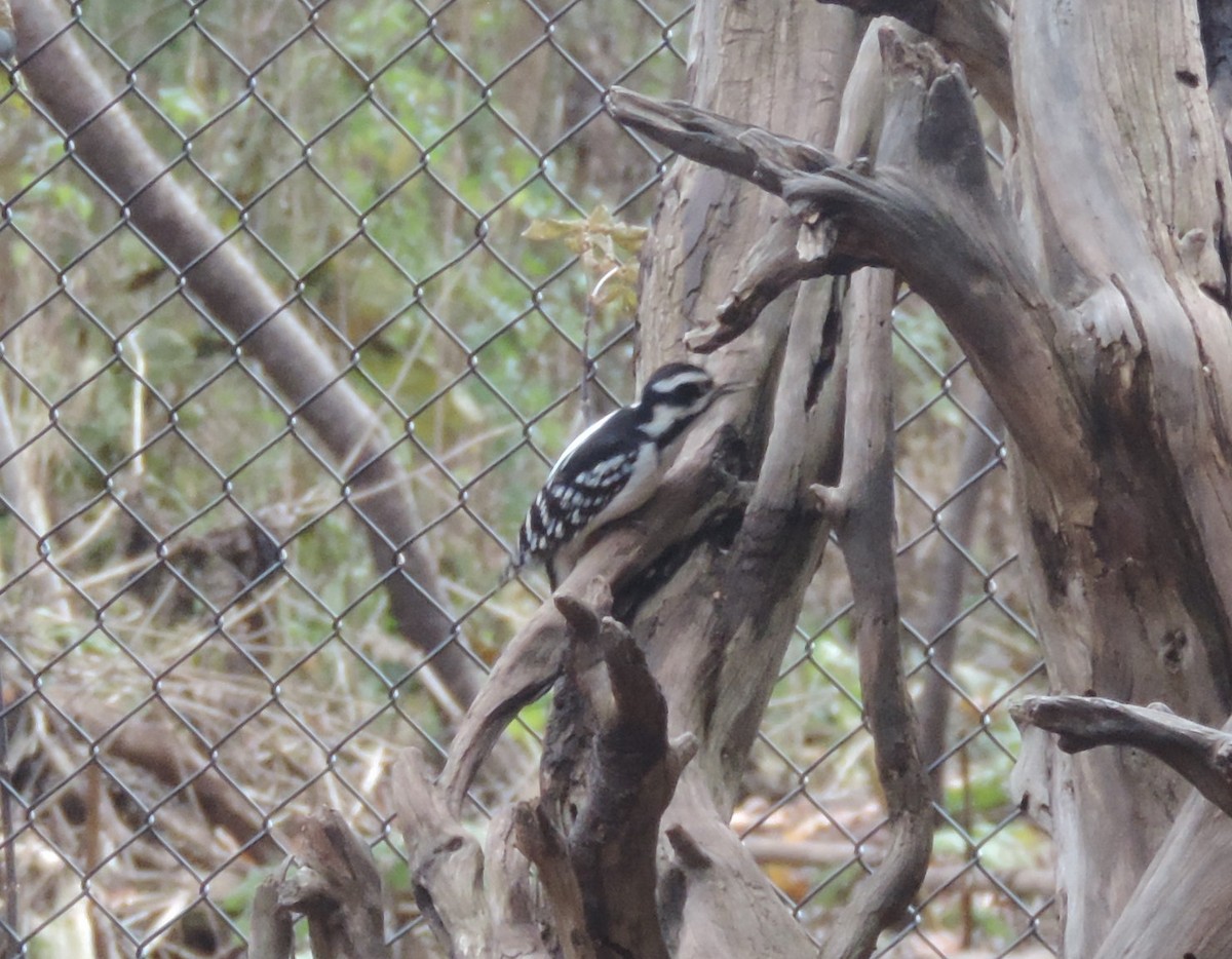 Hairy Woodpecker - ML276917881