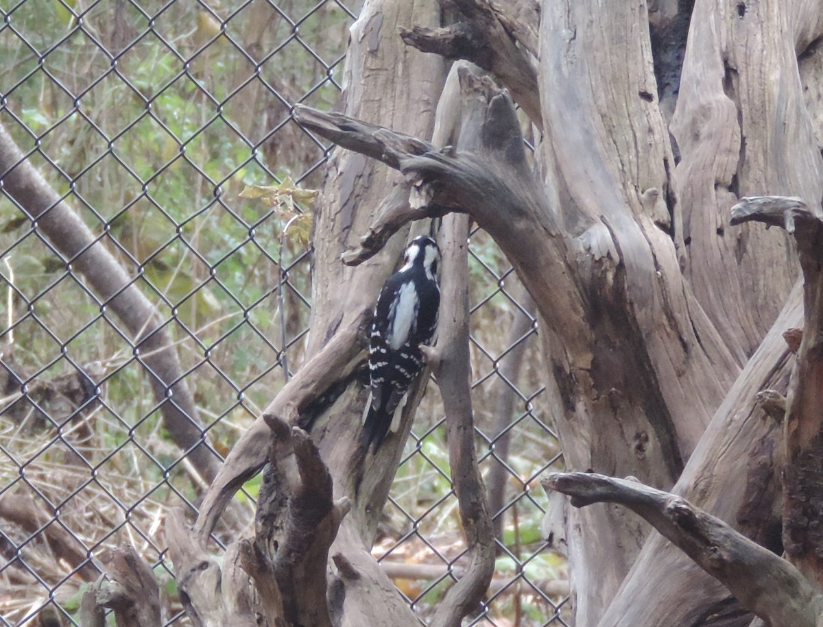 Hairy Woodpecker - ML276917891