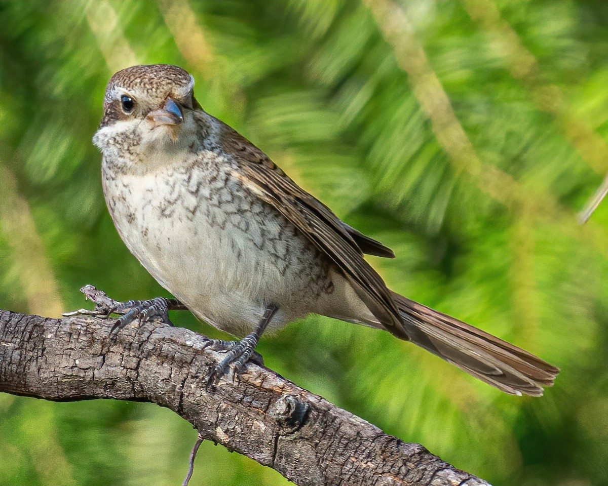 Red-backed Shrike - ML276917911