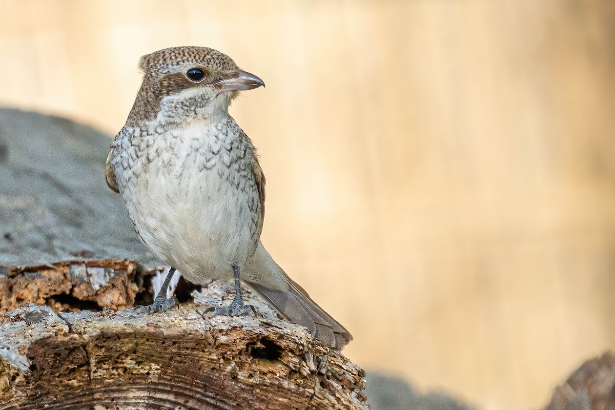 Red-backed Shrike - ML276917971