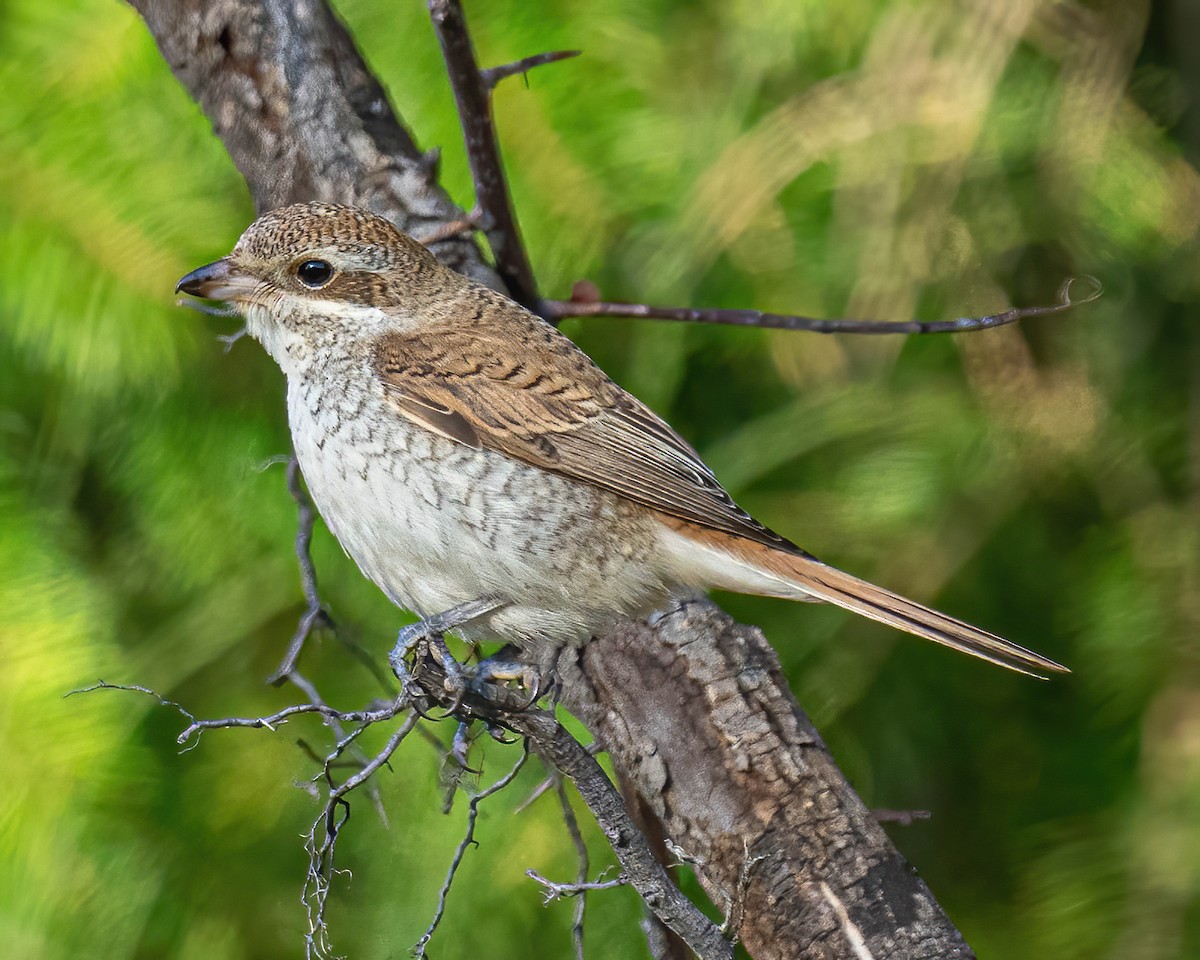 Red-backed Shrike - ML276918091