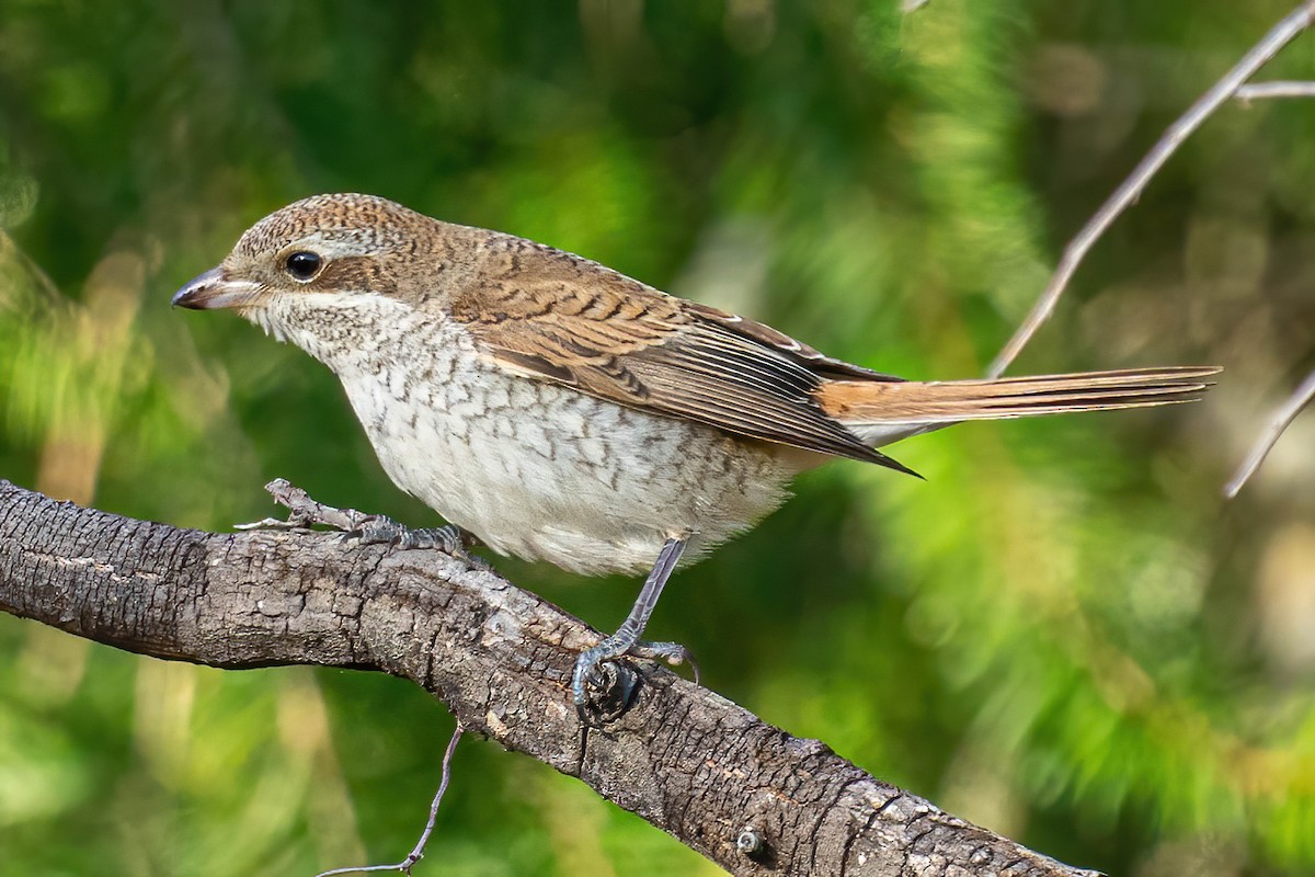 Red-backed Shrike - ML276919191