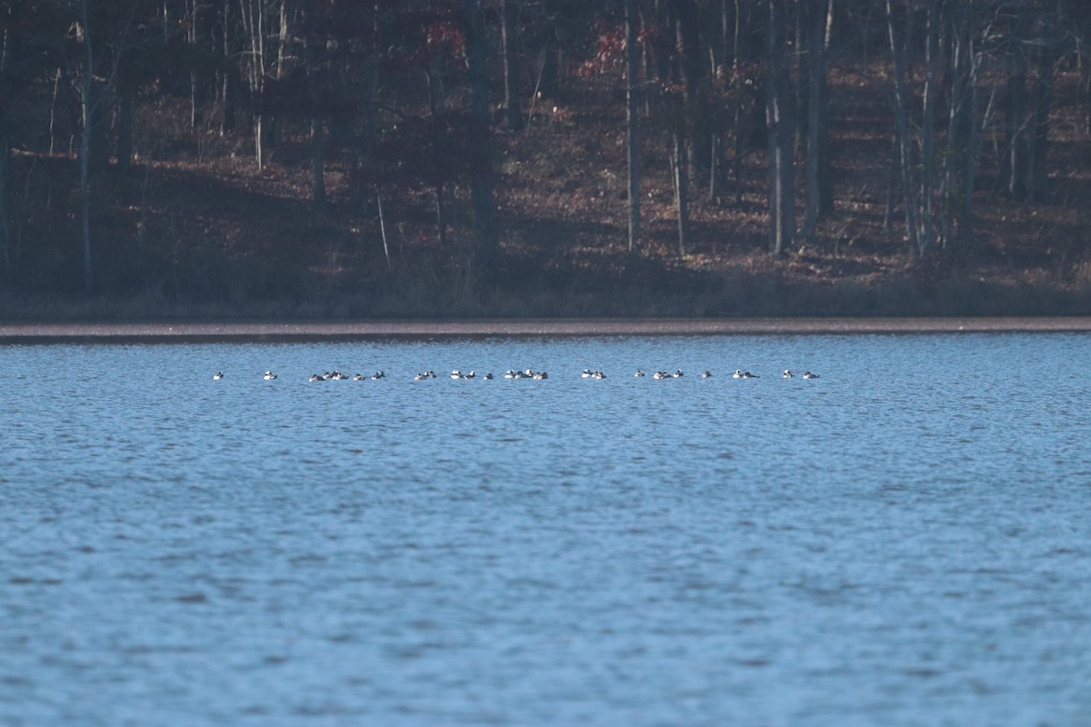 Bufflehead - ML276919761