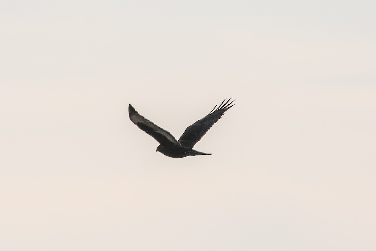 Rough-legged Hawk - Jodi Boe