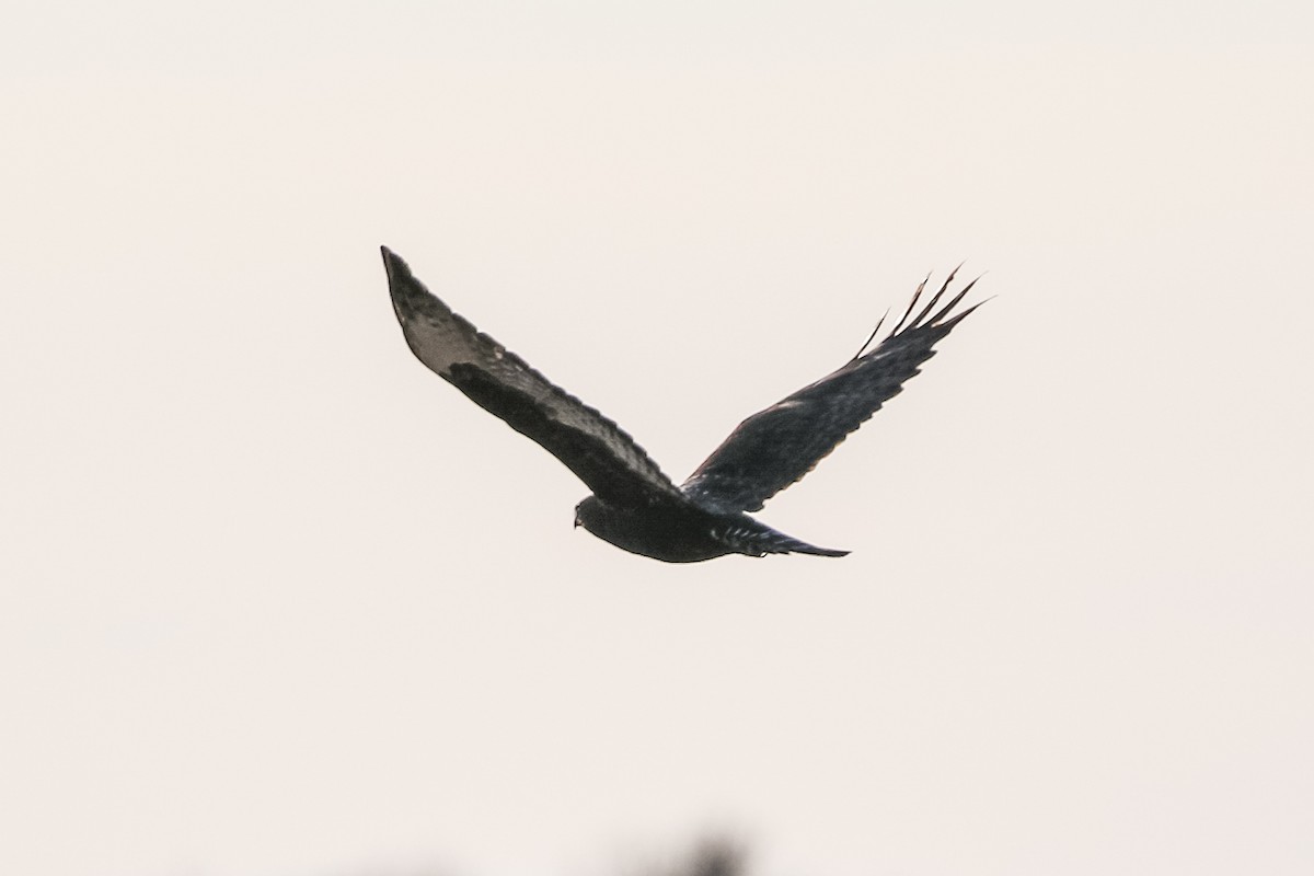 Rough-legged Hawk - Jodi Boe