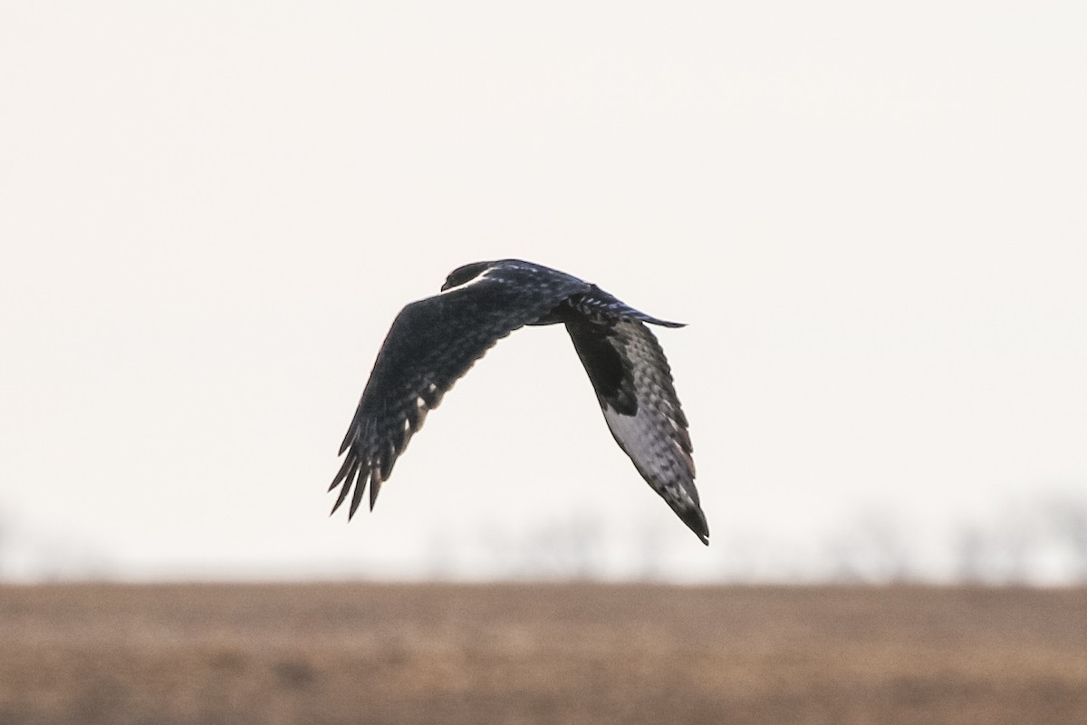 Rough-legged Hawk - Jodi Boe