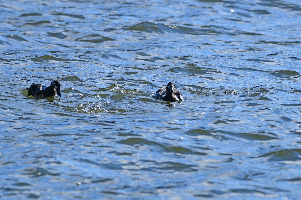 Surf Scoter - ML276921561