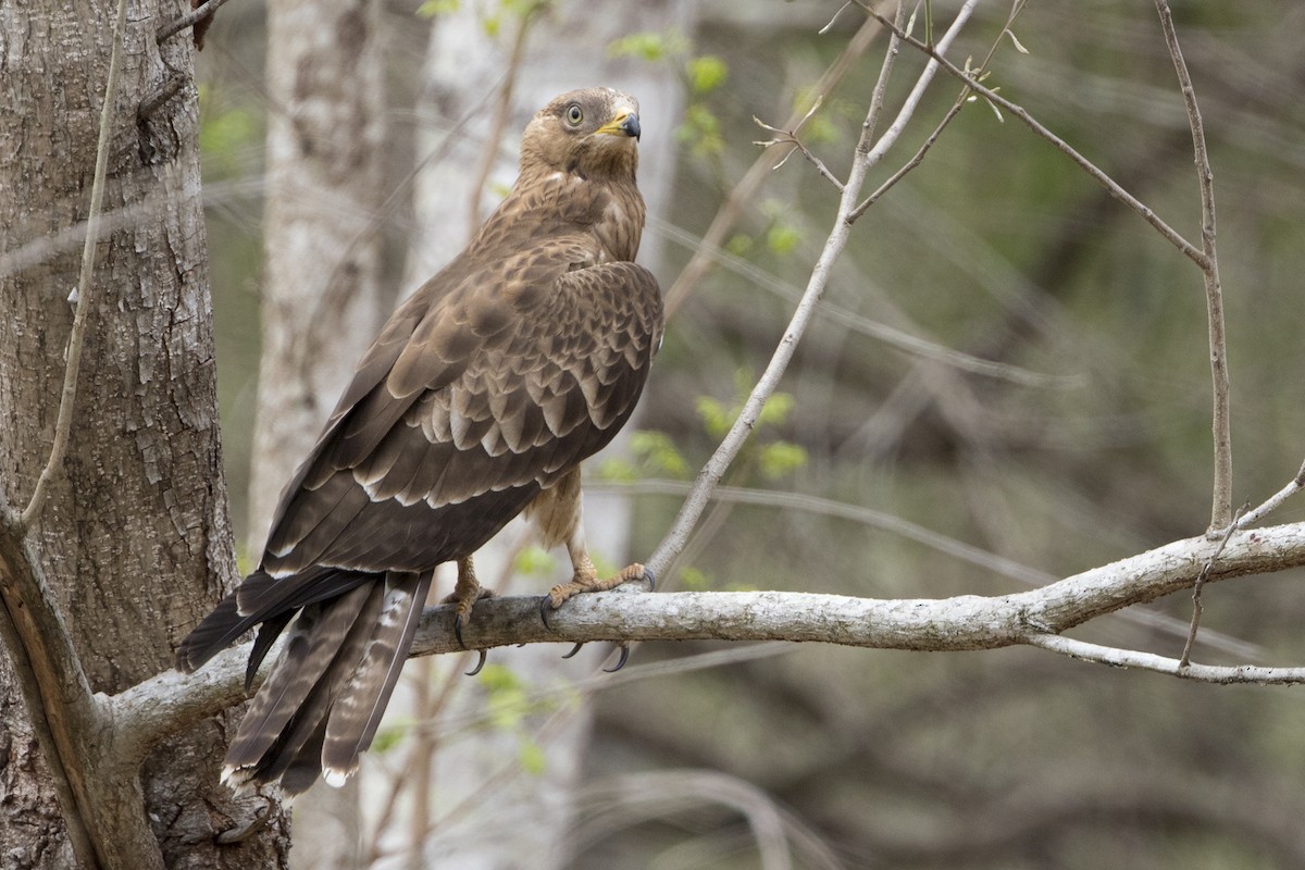 European Honey-buzzard - ML276922211