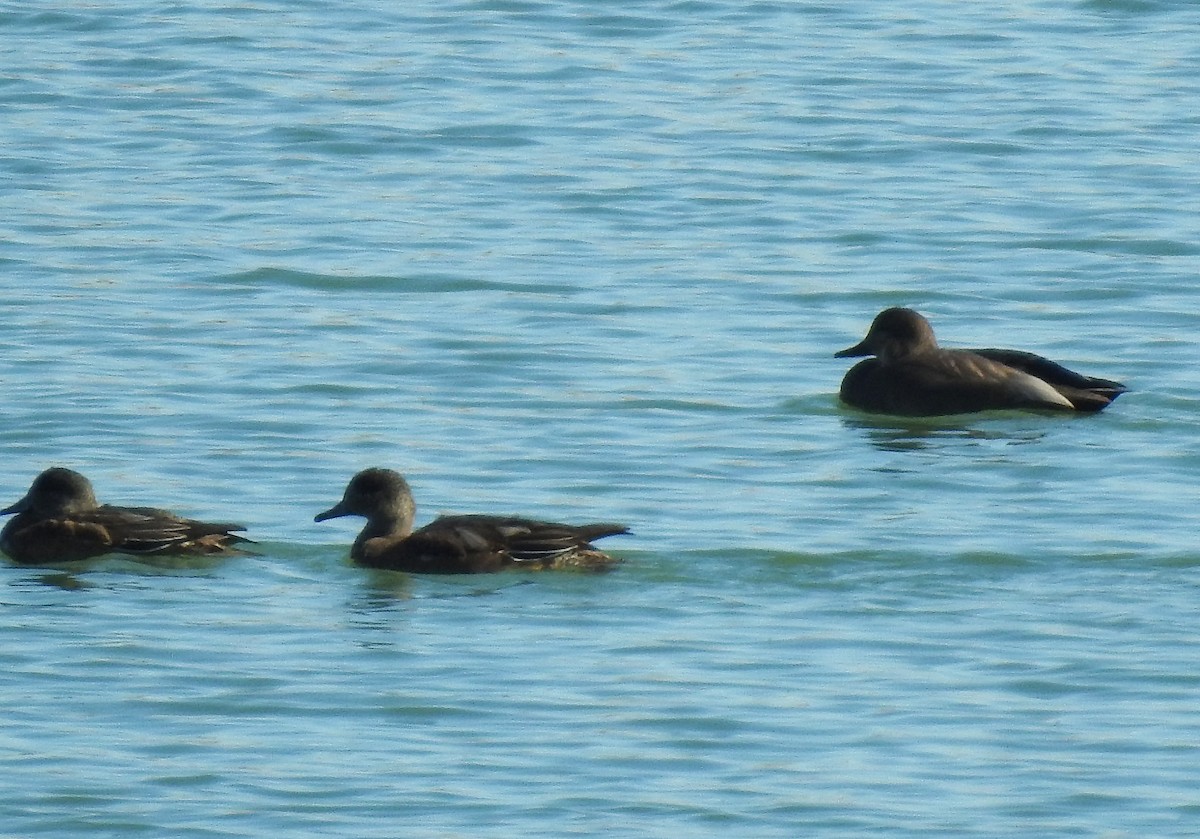 Gadwall - ML276922491