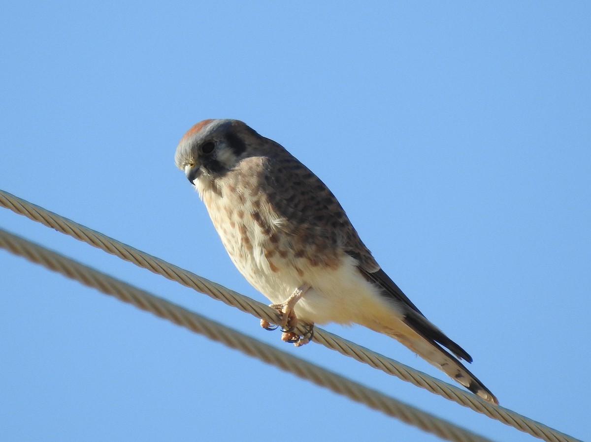 American Kestrel - Glenn Pearson