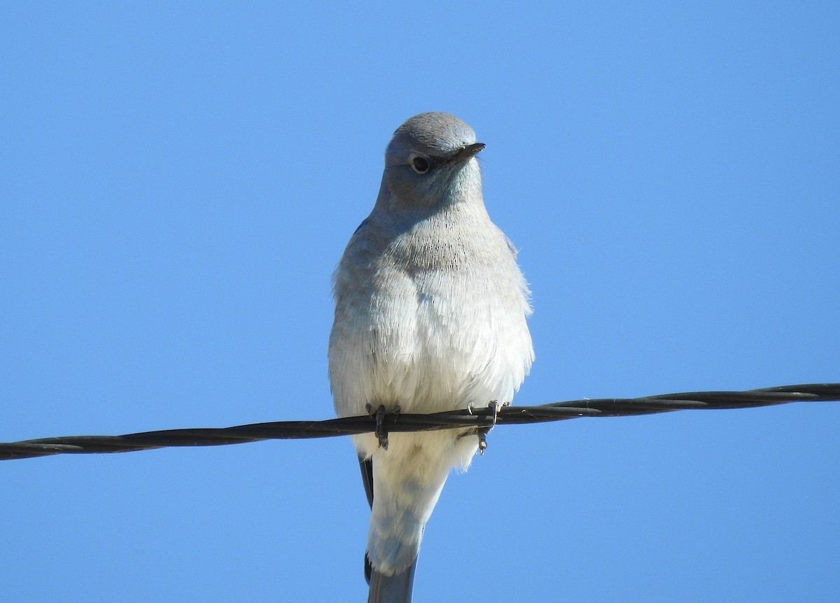 Mountain Bluebird - ML276923521