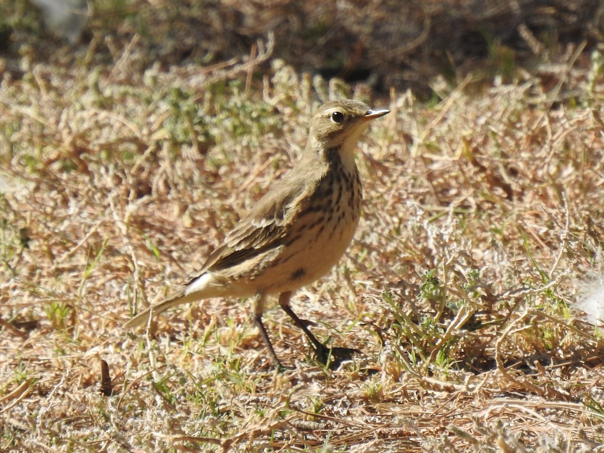 American Pipit - Chris Dean