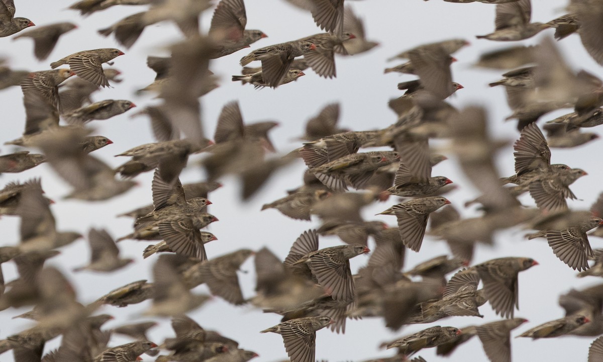 Red-billed Quelea - ML276923901