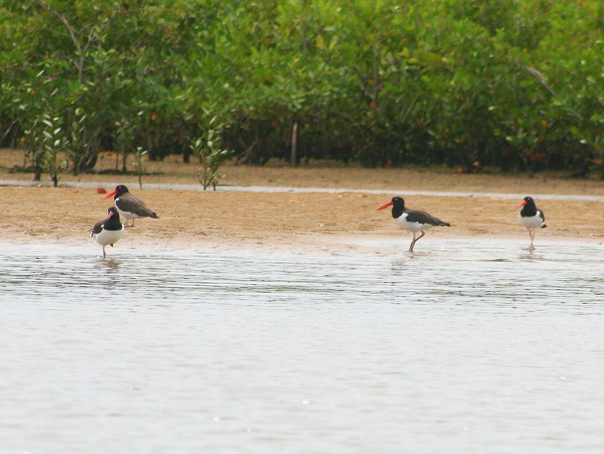 American Oystercatcher - ML276924121