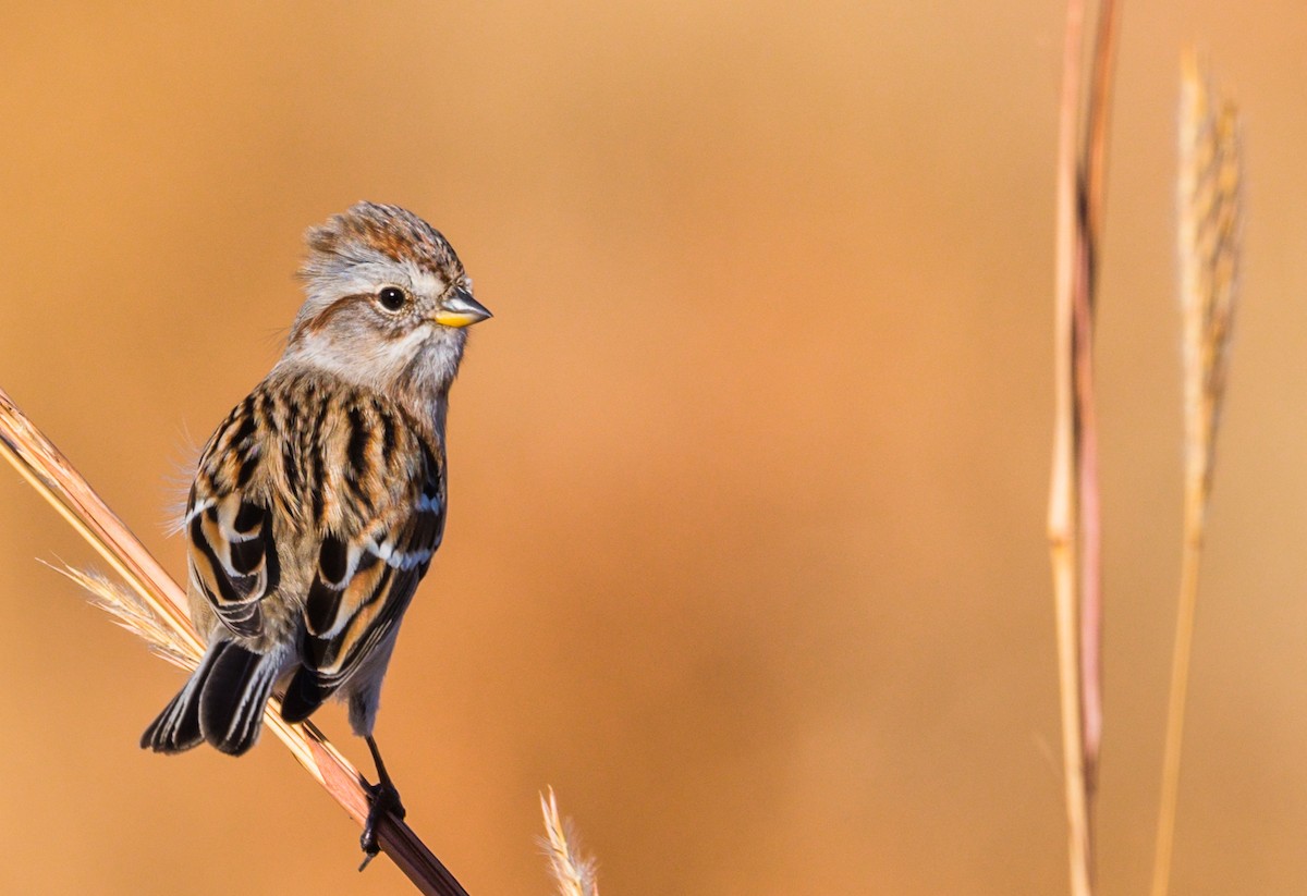 American Tree Sparrow - ML276924171