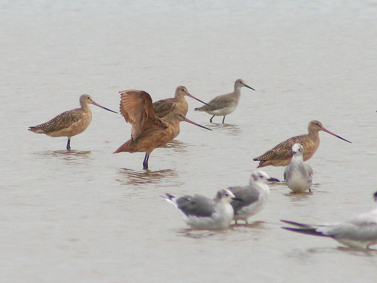 Marbled Godwit - ML276925681