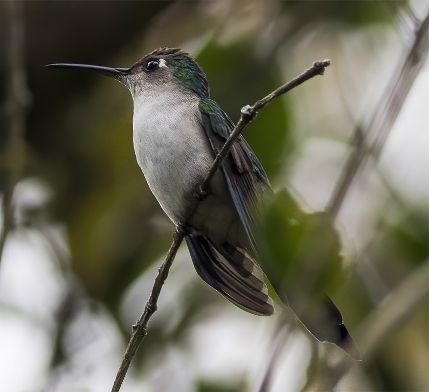 Wedge-tailed Sabrewing - ML276925951