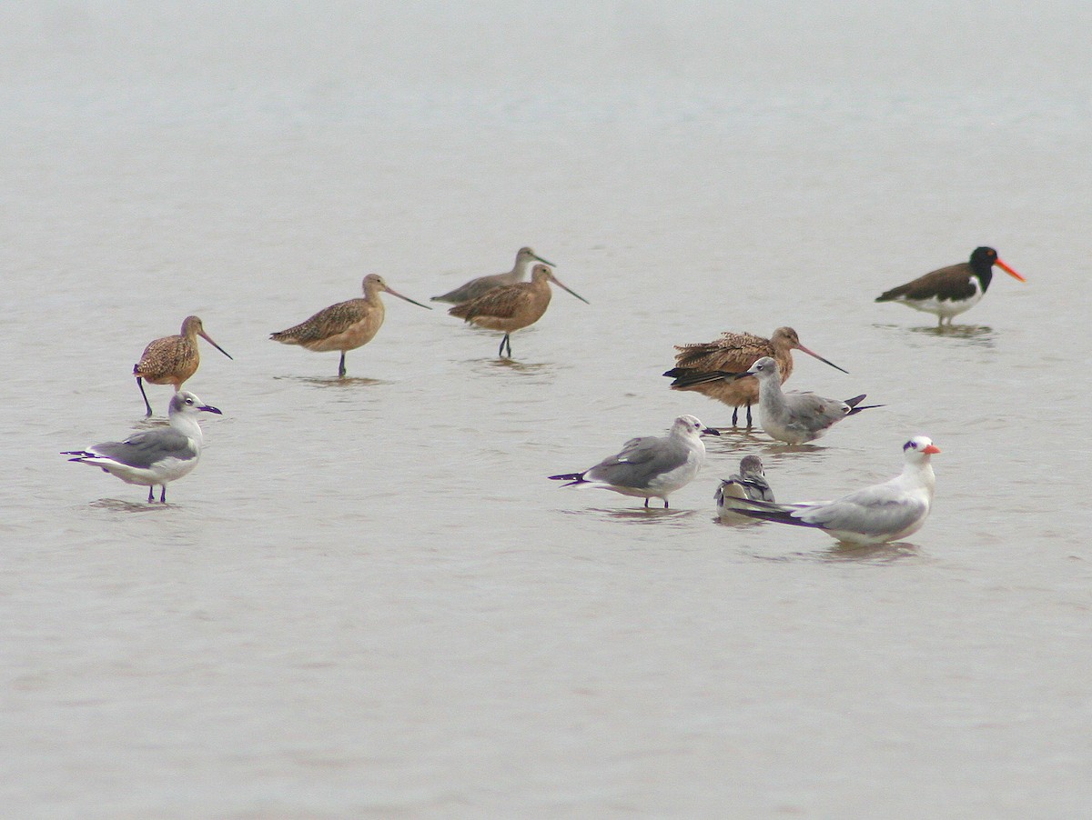 Marbled Godwit - ML276926031