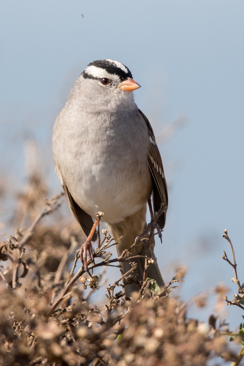 White-crowned Sparrow - ML276926261