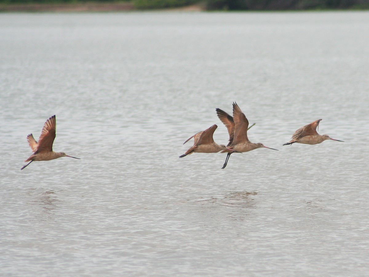 Marbled Godwit - Lermith Torres