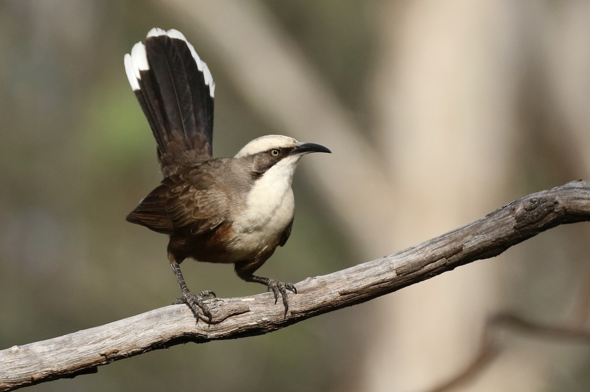 Gray-crowned Babbler - ML276926601