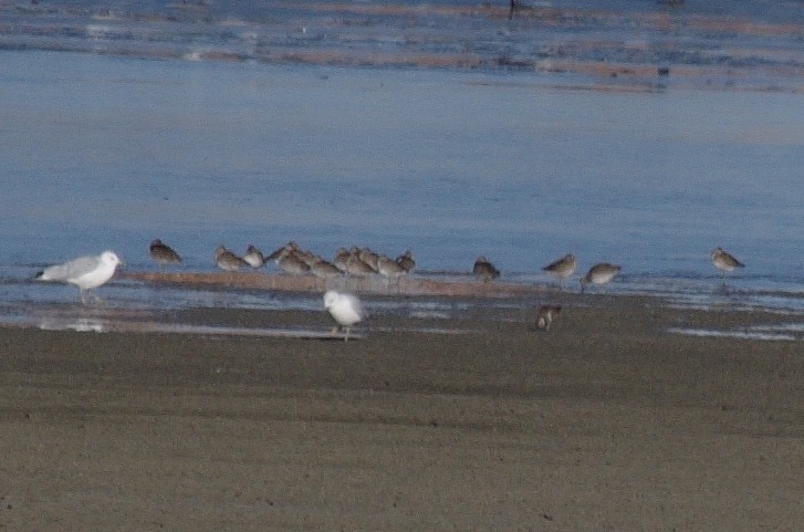 Long-billed Dowitcher - ML276926681