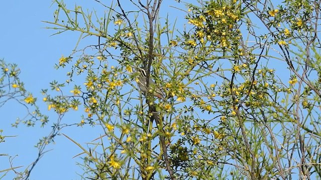 コバシマユシトド - ML276926881