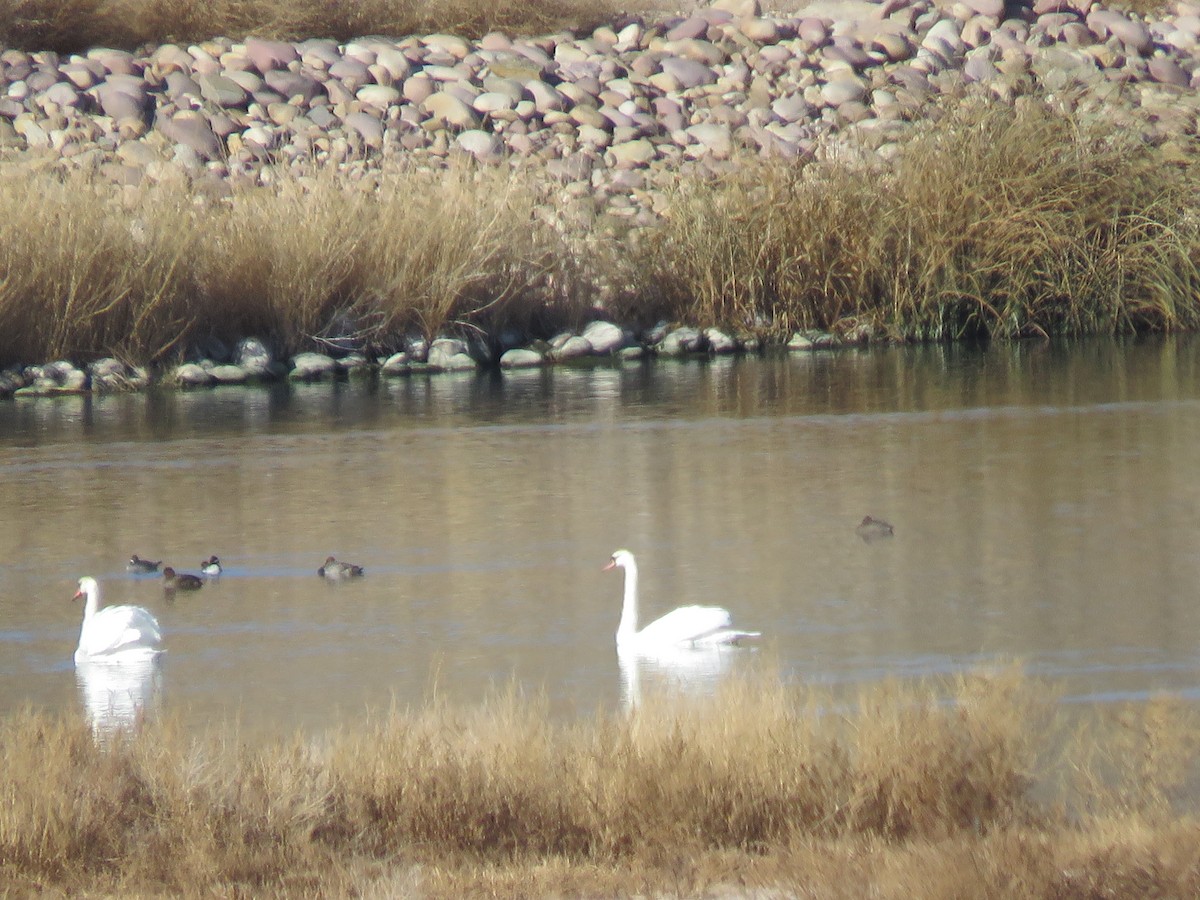 Cygne tuberculé - ML276927601