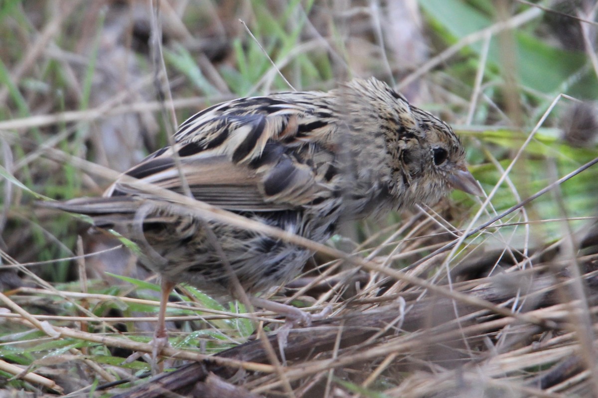 LeConte's Sparrow - ML276928521