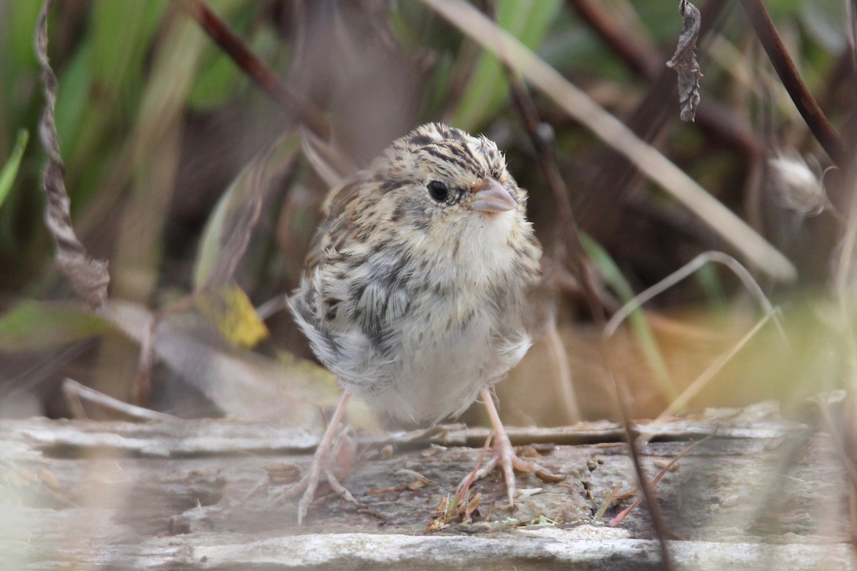 LeConte's Sparrow - ML276928561