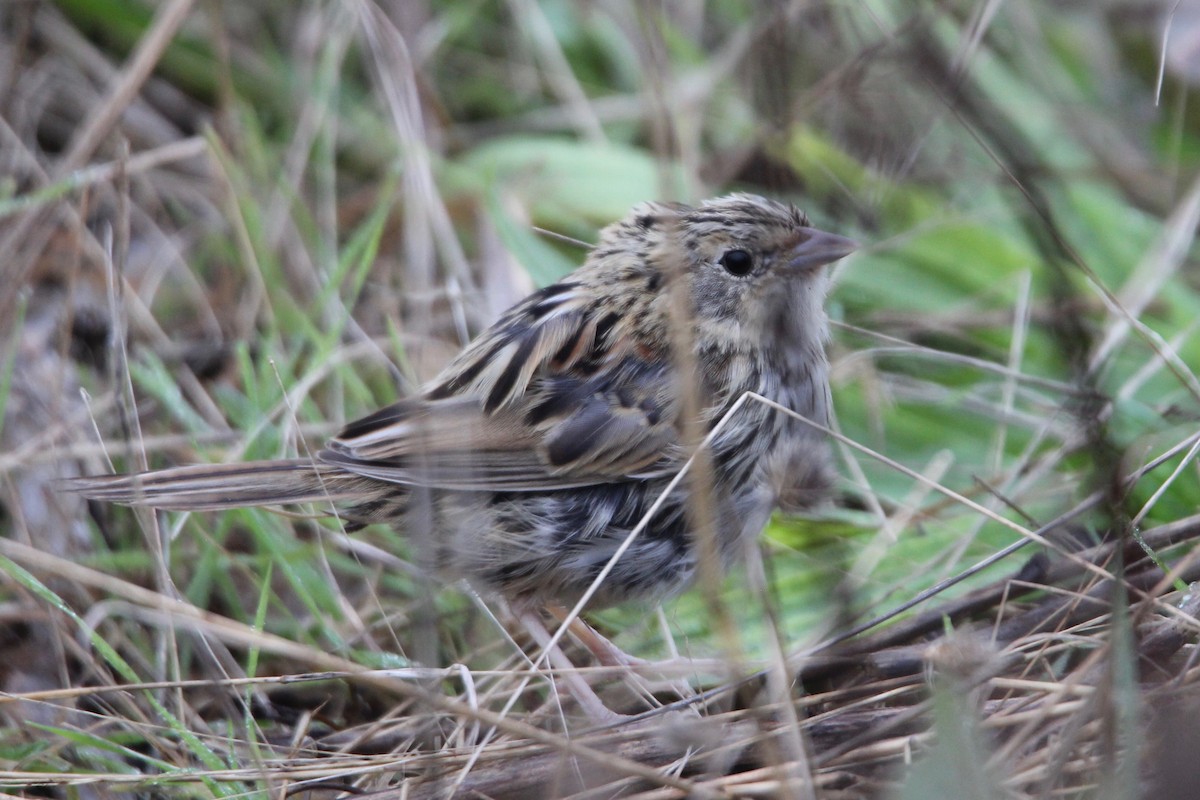 LeConte's Sparrow - ML276928581