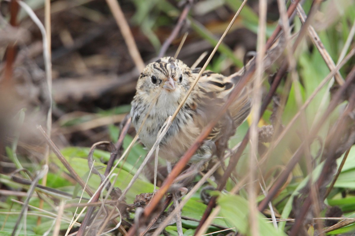 LeConte's Sparrow - ML276928591