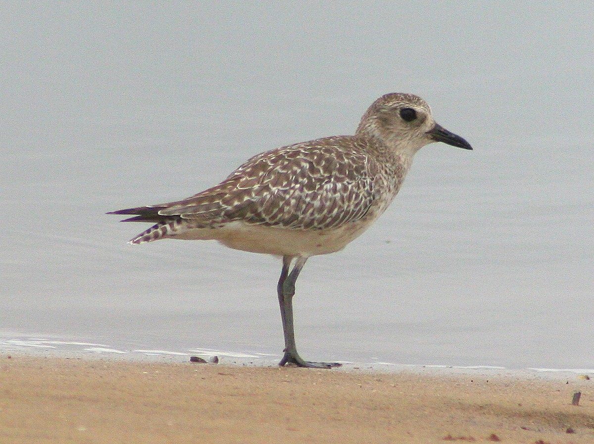 Black-bellied Plover - ML276928661