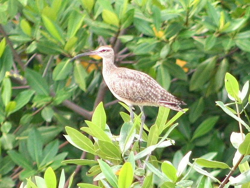 Zarapito Trinador - ML276928911