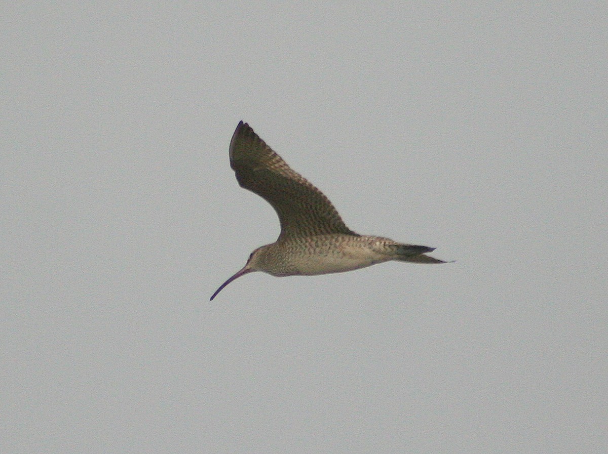 Whimbrel - ML276929061