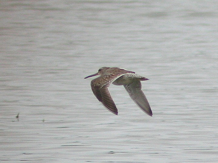 Short-billed Dowitcher - ML276929521