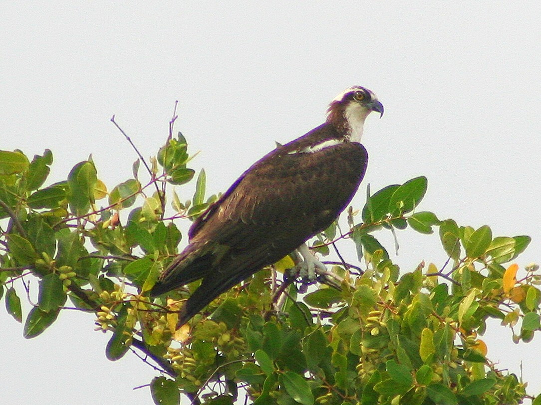 Balbuzard pêcheur - ML276929751