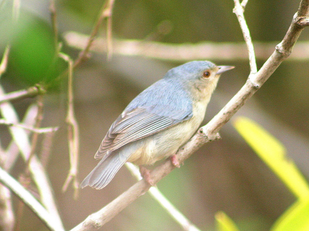 Bicolored Conebill - ML276929951