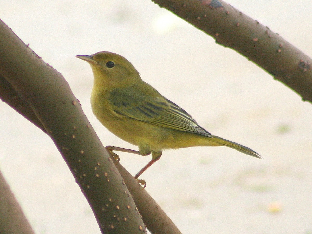 Yellow Warbler - ML276930521