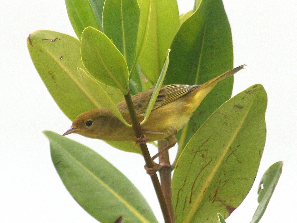 Paruline jaune - ML276930681