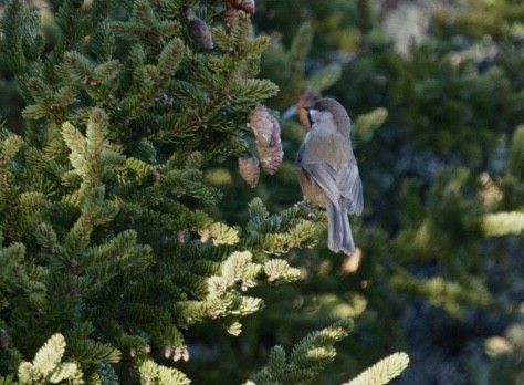 Boreal Chickadee - ML276930771