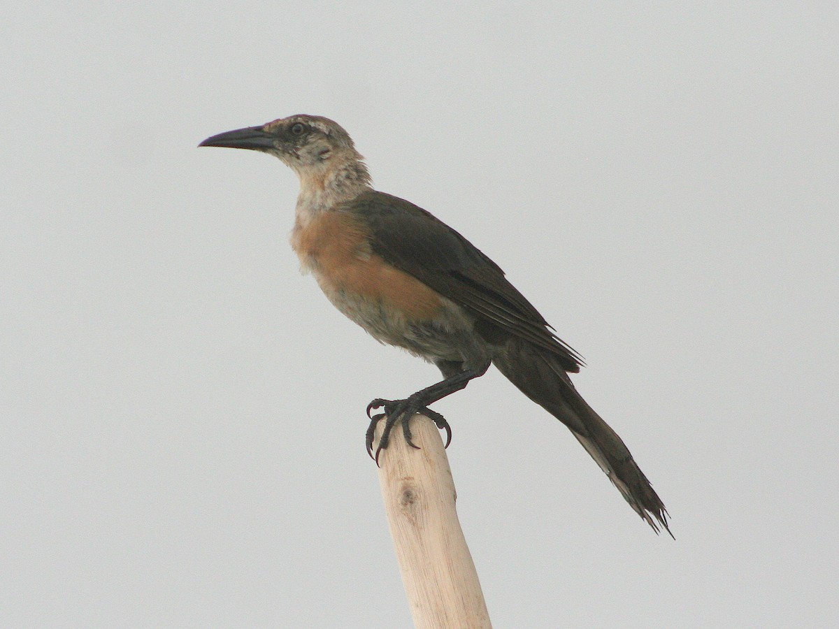 Great-tailed Grackle - ML276931041