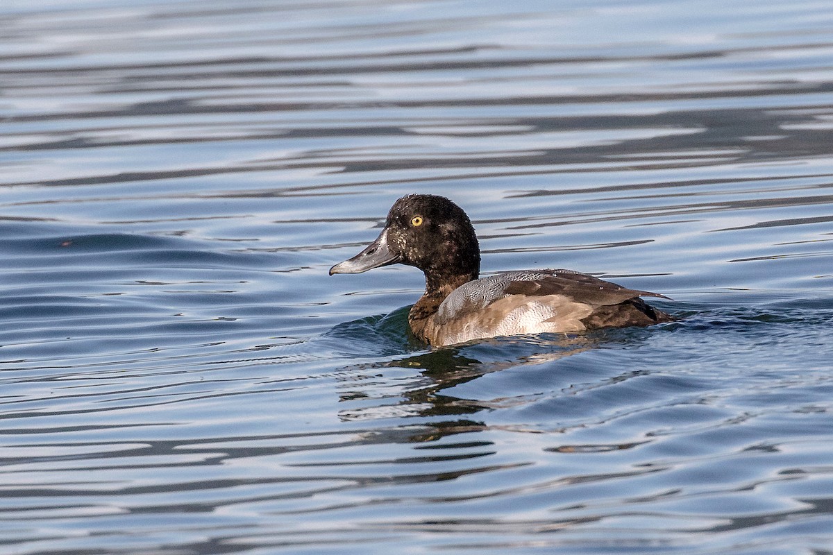 Greater Scaup - ML276931271