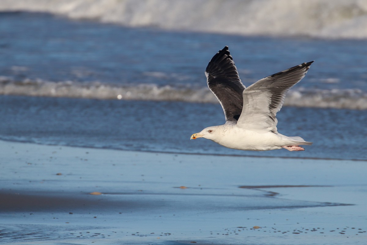 Great Black-backed Gull - ML276931311