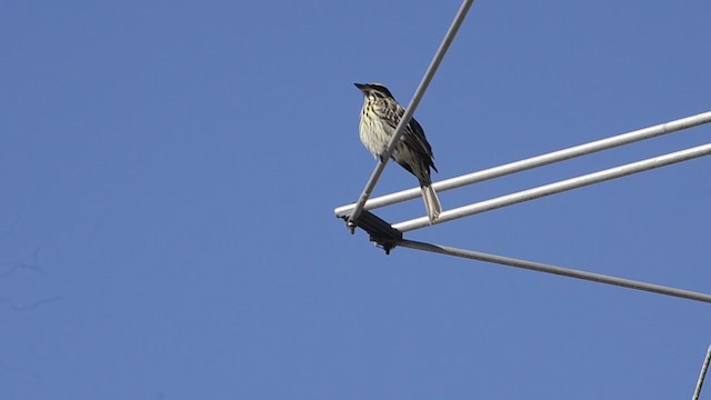 Streaked Flycatcher - ML276931591