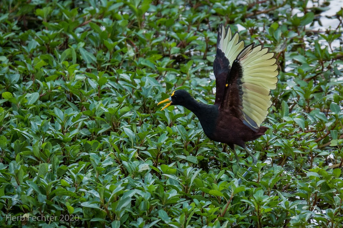 Northern Jacana - Herbert Fechter